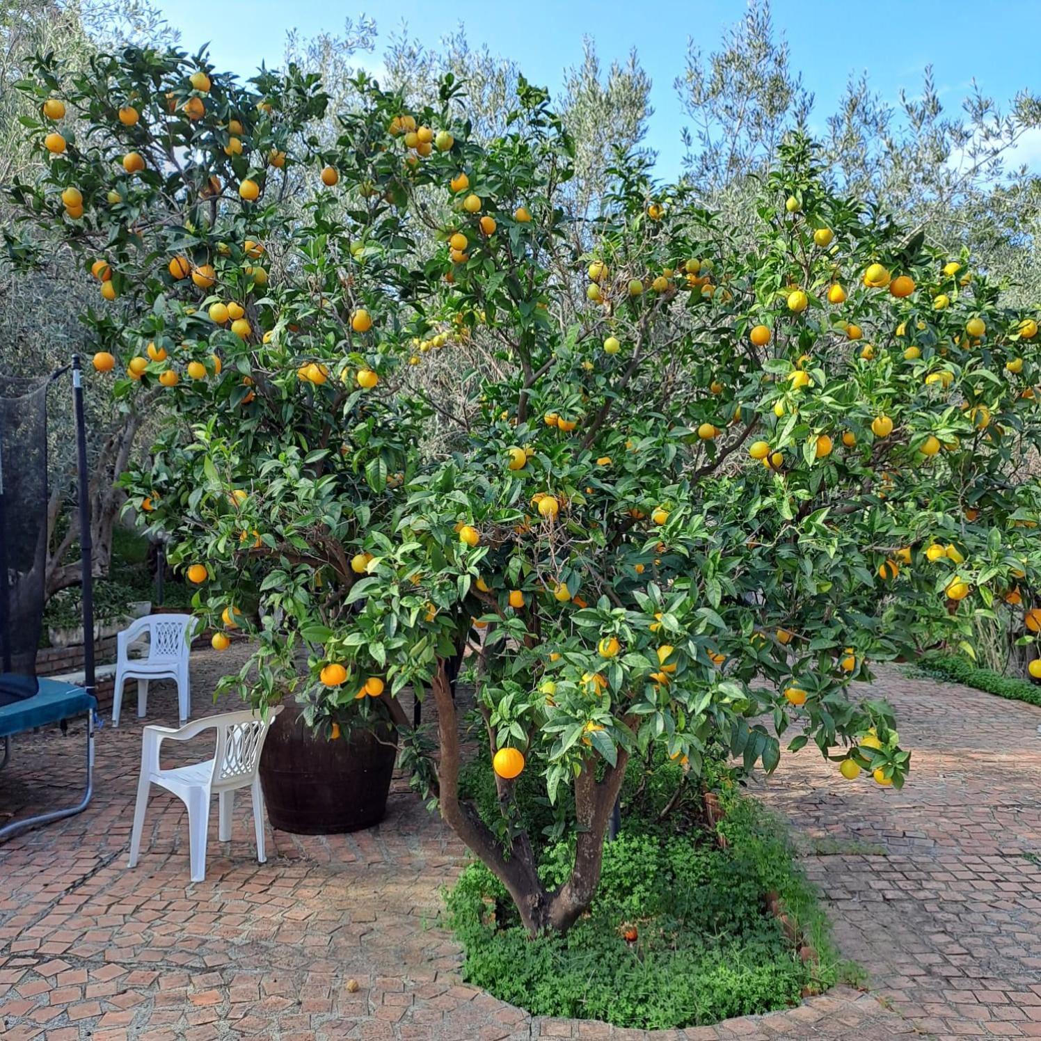 روميتا ماريا Villa Gatto المظهر الخارجي الصورة