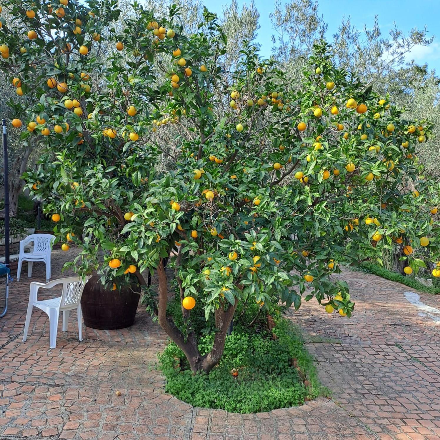 روميتا ماريا Villa Gatto المظهر الخارجي الصورة